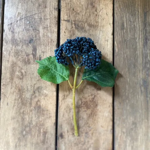 Blue Seeded Hydrangea