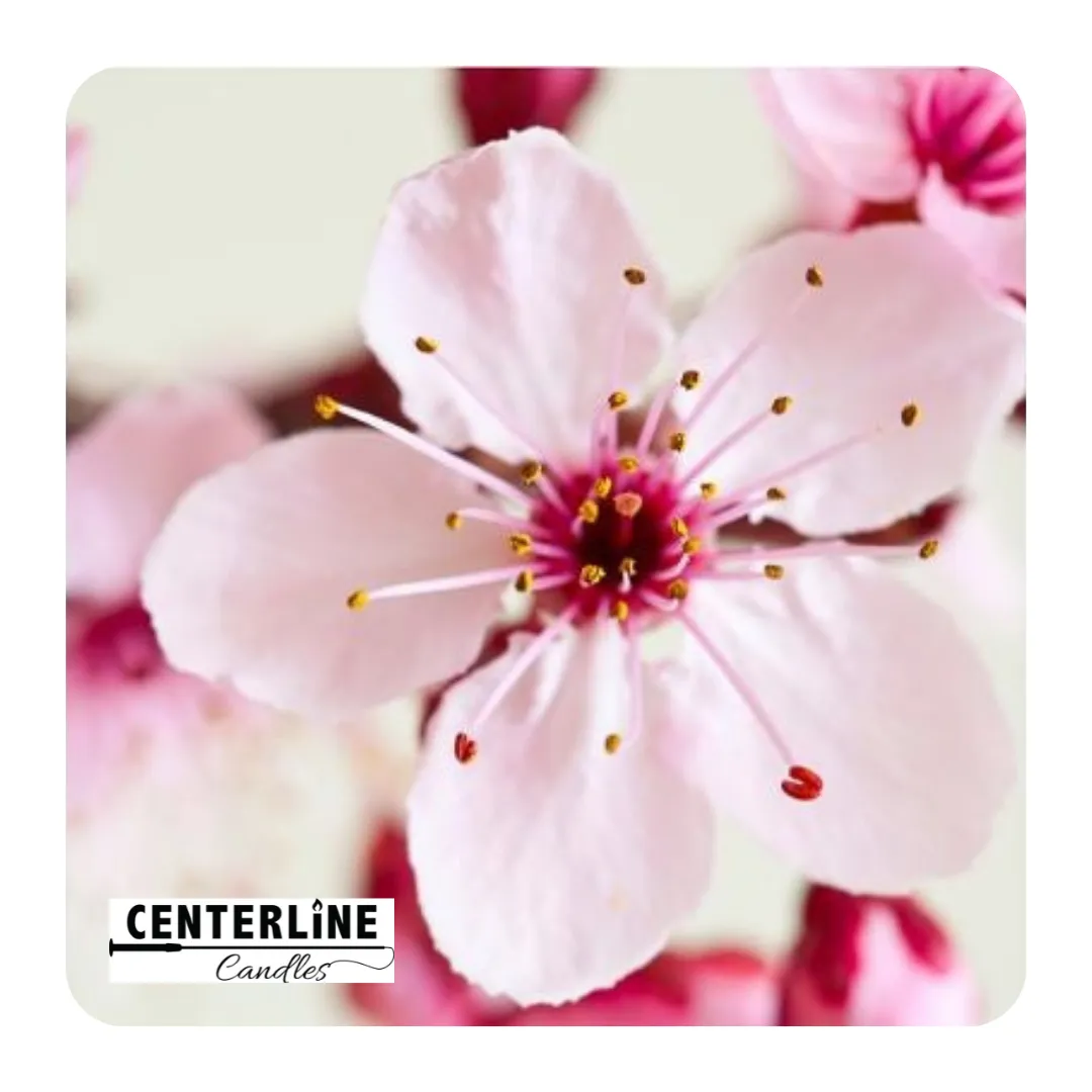 Japanese Cherry Blossom