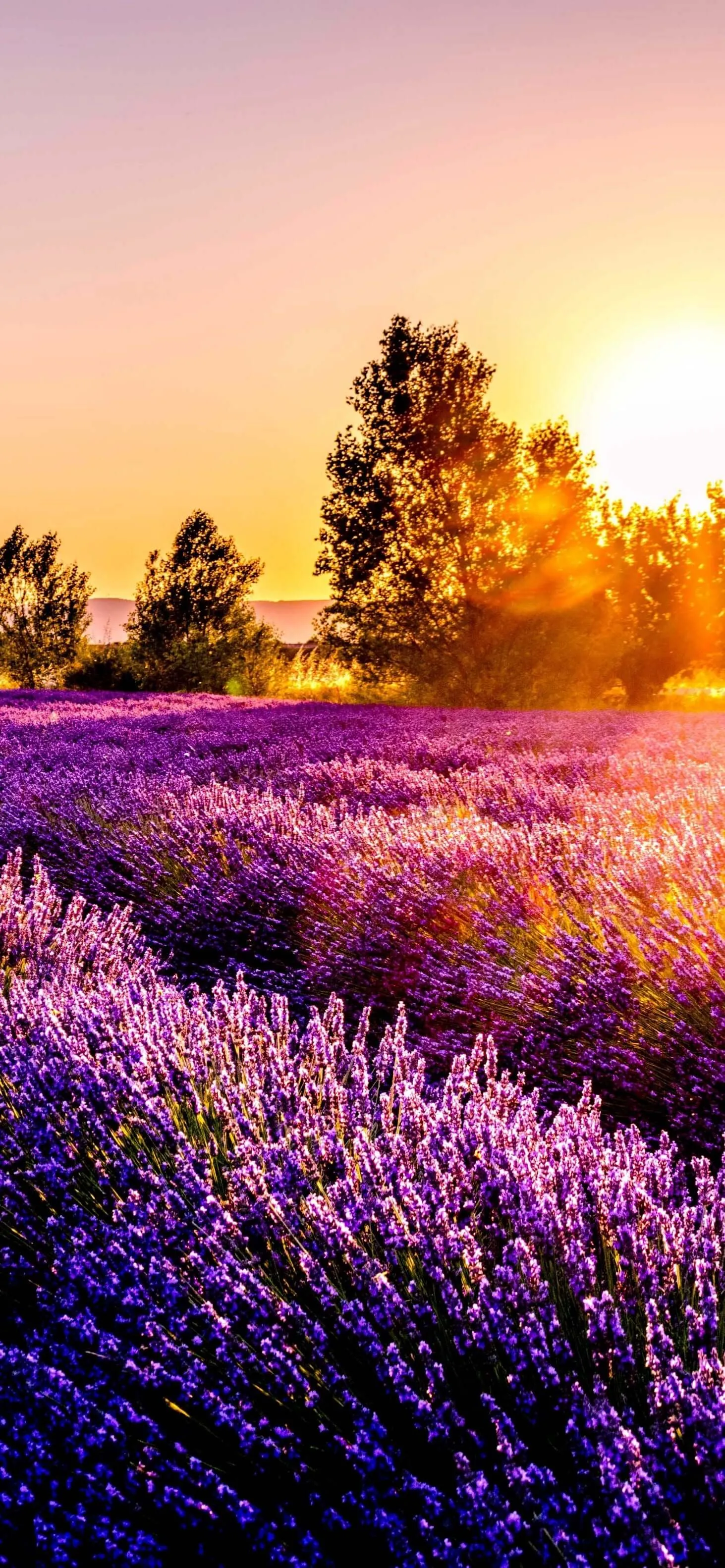 Lavender Fields Scent 14 oz Pride Candle