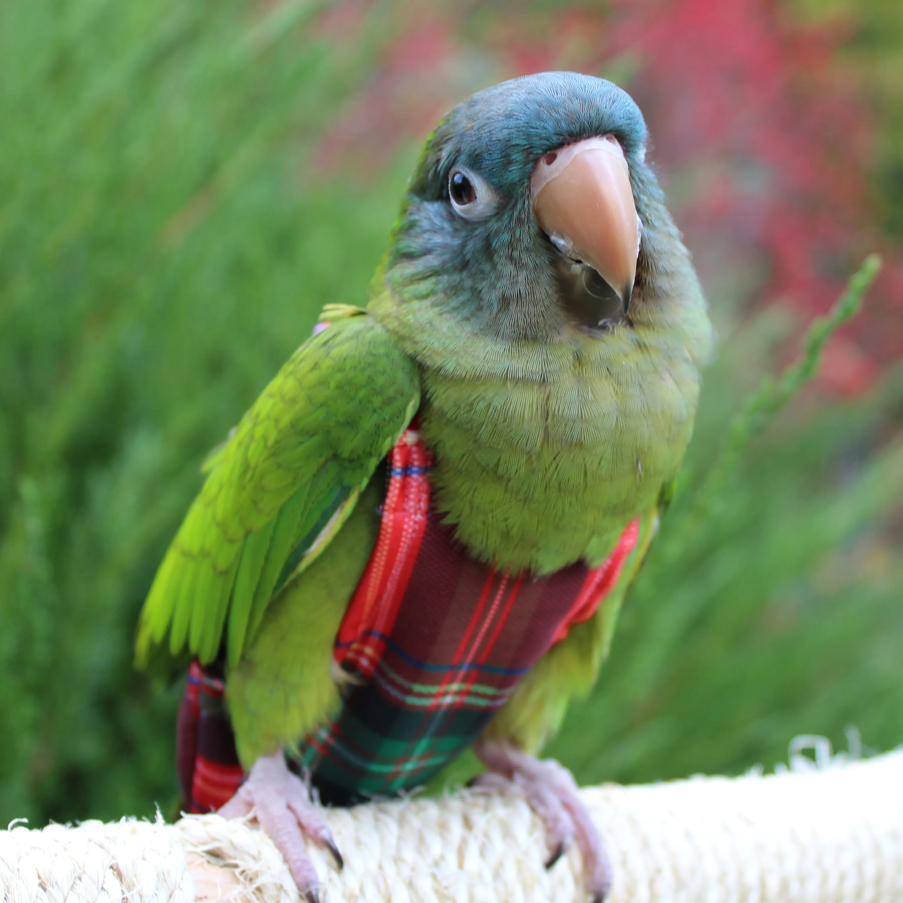 Mad for Plaid FeatherWear FlightSuit™