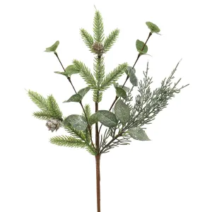 Pine Eucalyptus And Privet Pick